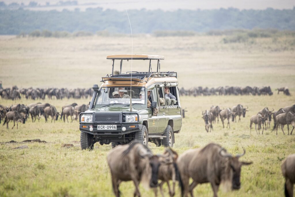 Serengeti Wildebeest Migrations