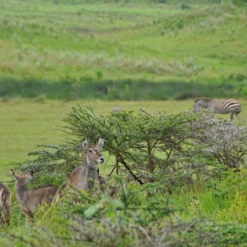 Arusha national park safri