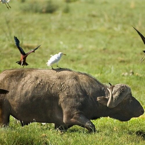 Bird swit buffalo