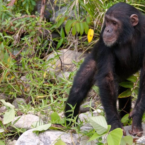 Chimpanzee-walking-mahale