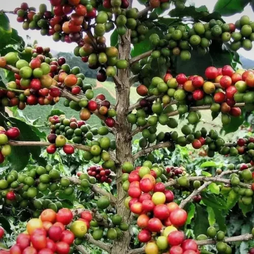 Coffee-tours-in-Uganda