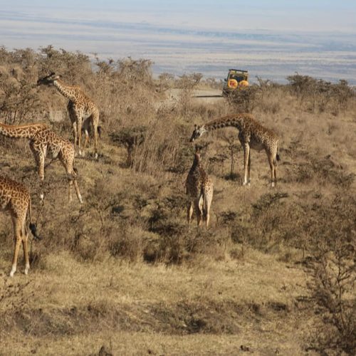 GIRAFFE IN MIKUM (1)