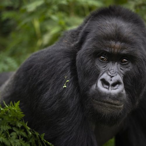 GORILLA-TREKKING-UGANDA