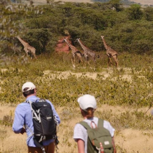 Girrafe safari