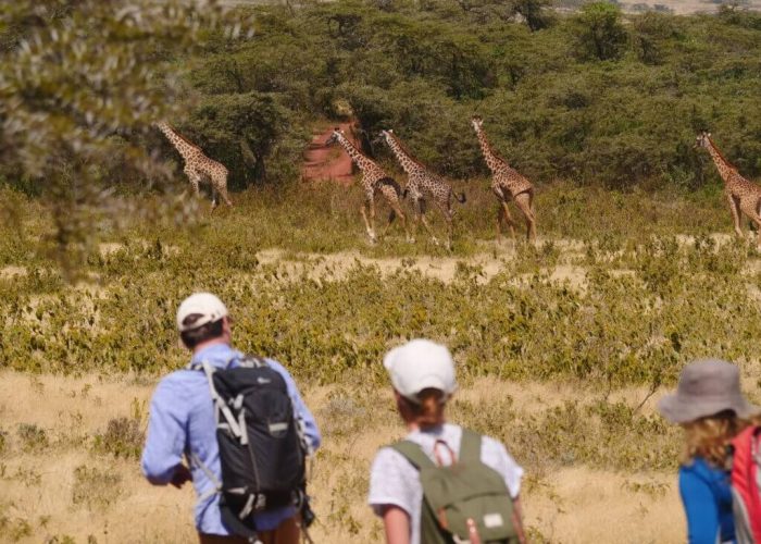 Girrafe safari