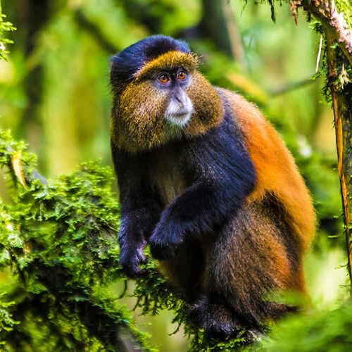 Golden-Monky-trekking-in-Mgahinga-Park