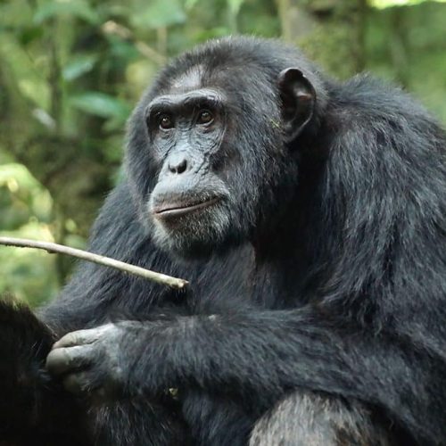 Gombe National Park2