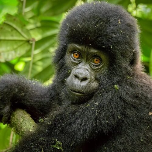 Gorilla-Trekking-Rwanda-YOUNG