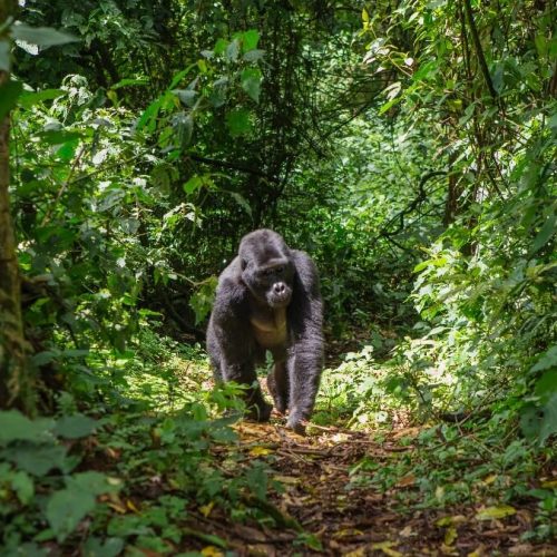 Gorilla rwanda olkerian1