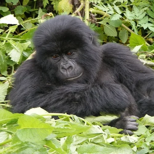 Gorilla rwanda olkerian10