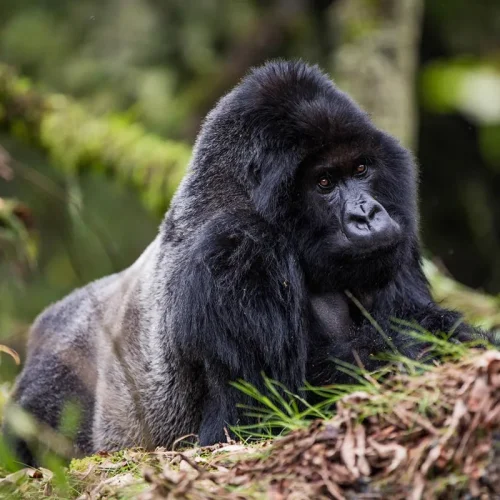 Gorilla rwanda olkerian4