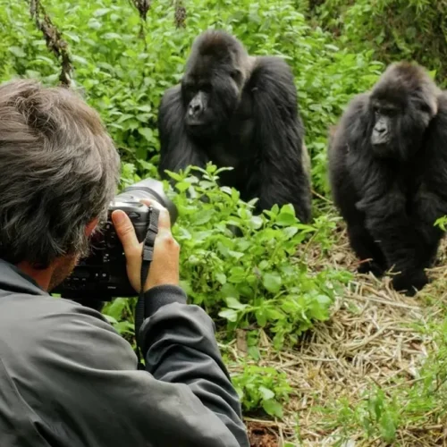 Gorilla rwanda olkerian7