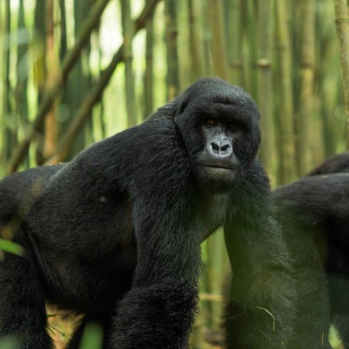 Gorilla rwanda olkerian8