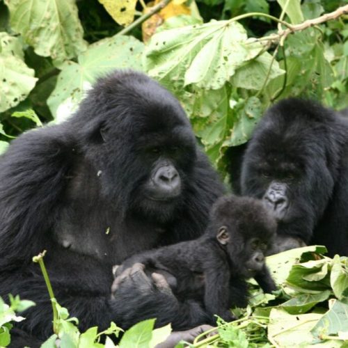 Gorilla rwanda olkerian9