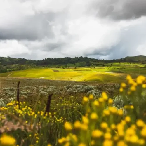 Kitulo_National_Park