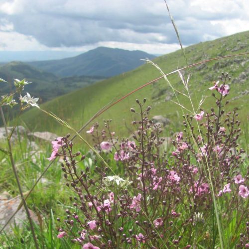 Kitulo_National_Park_Sea_of_Flowers