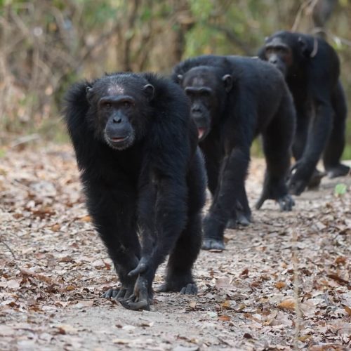 Mahale Mountains National Park 2