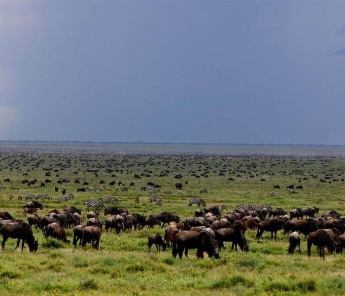 Nasera Rock & the Wildebeest Migration (3)