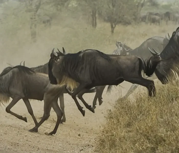Nasera Rock & the Wildebeest Migration0