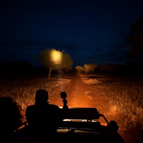 Night-Game-Drives1