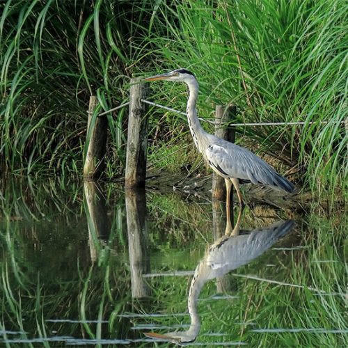 Rubondo Island National Park 5