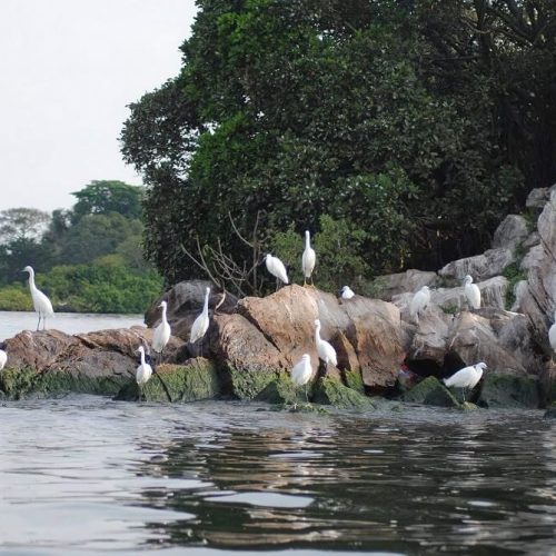 Rubondo_Island_National_Park (1) (1)