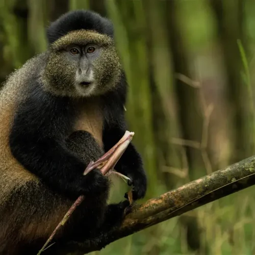 Rwanda-gorilla-trekking-golden-monkey