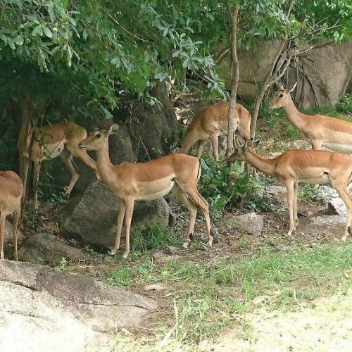 Saa Nane National Park 4 (1)