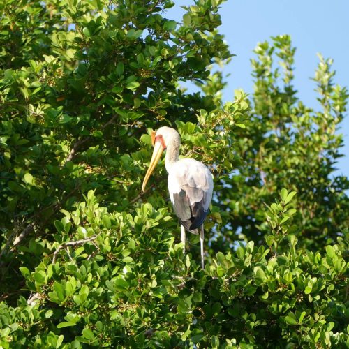 Saa Nane National Park 5