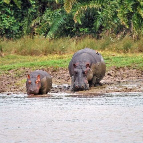 Saa Nane National Park 6 (1)