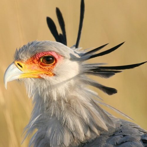 Serengeti bird