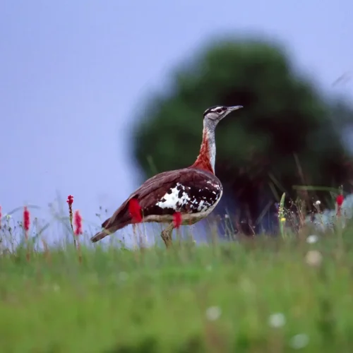Serengeti-of-Flowers