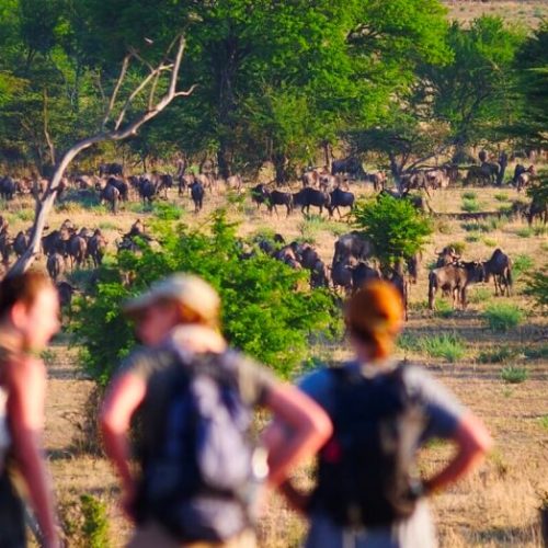 Serengeti walking safri