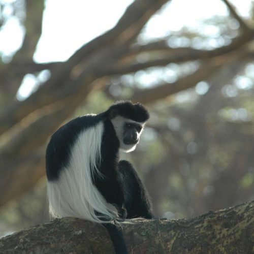 Tanzania_udzungwa safari