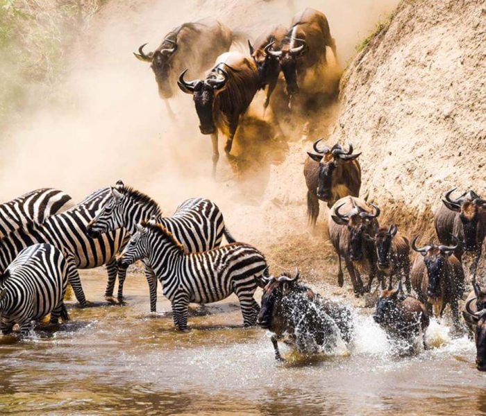 The Wildebeest Migration Mara River Crossing0
