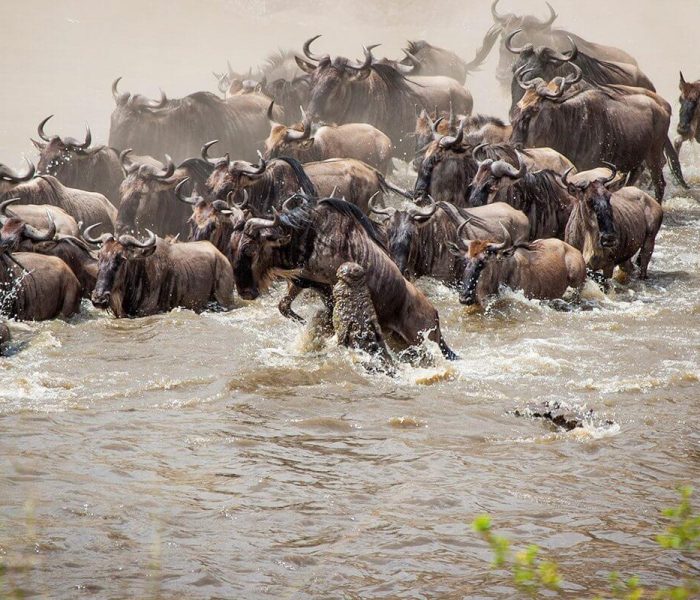The wildebeest migration Mara River crossing