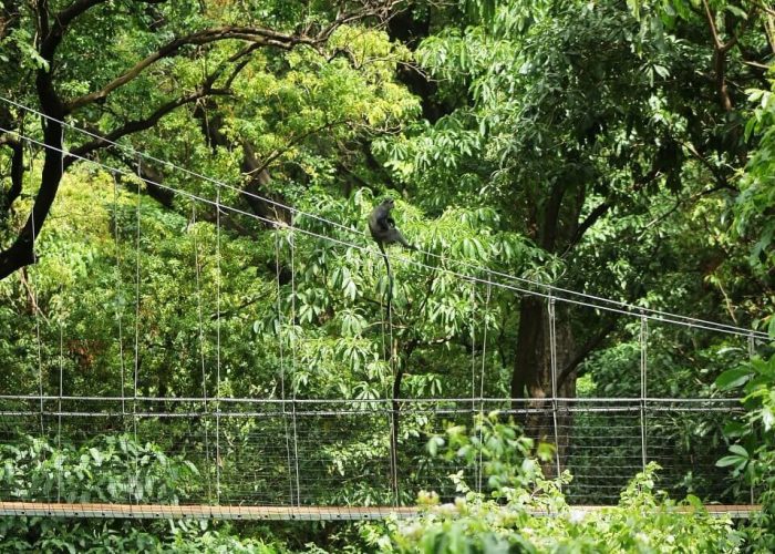 Treetop walk way 2 (1)