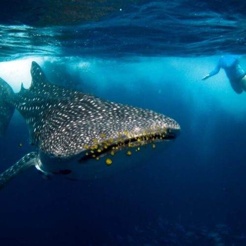 WHALE SHARK