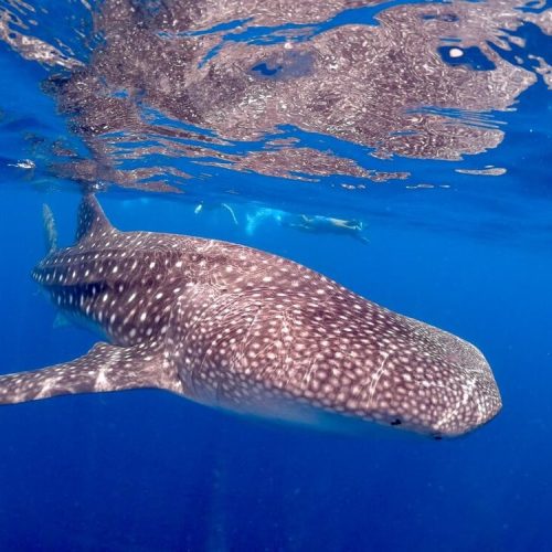 Whale shark 2