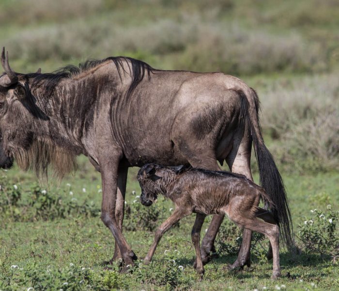 Wildebeest-calf-with-mother