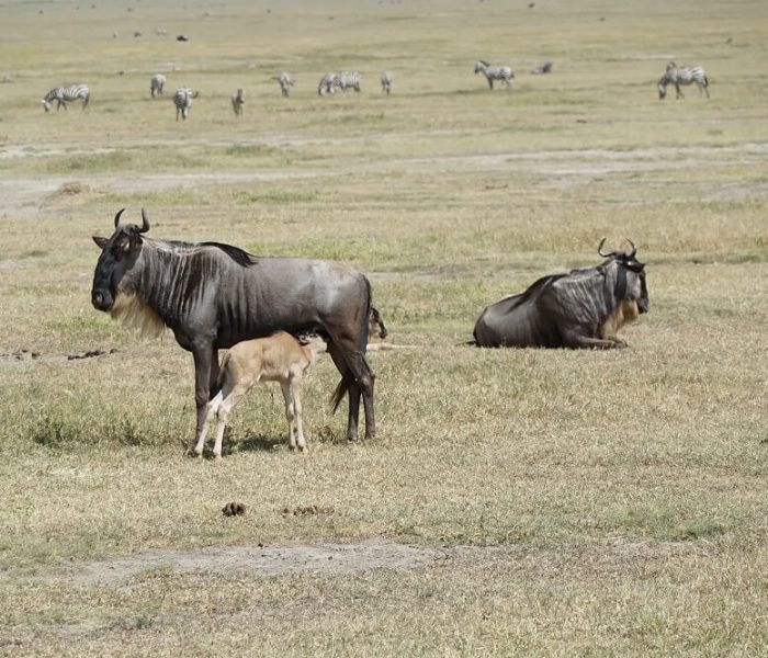 Wildebeest migration Calving Season in Southern Serengeti