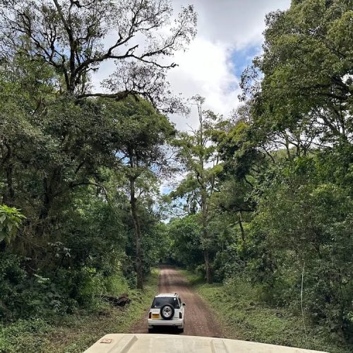 arusha np game drive