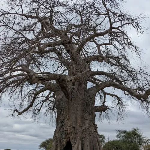 baobab