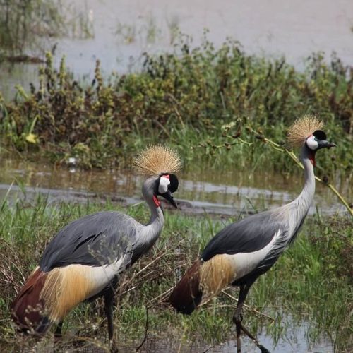 bird ib manyara 2 (1)