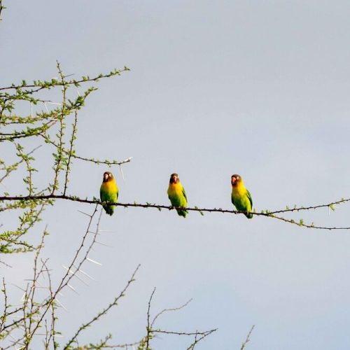 birds in manyara