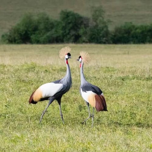 birds in ngorongoro (1)