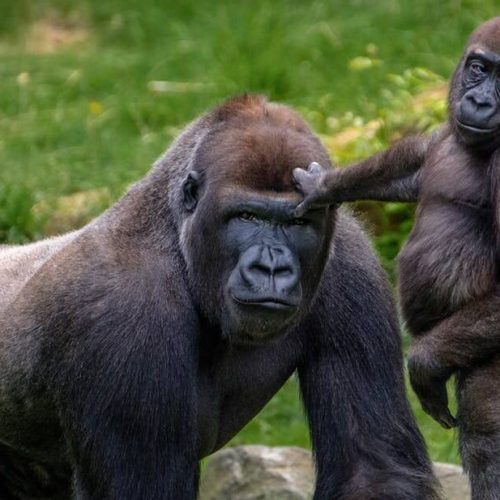 bwindi-gorilla-trekking