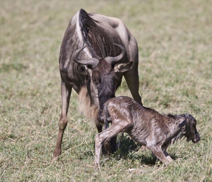 calving-season-safari-tanzania