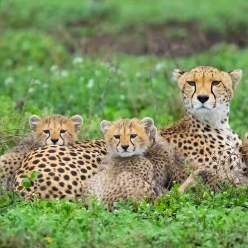 cheetah safari