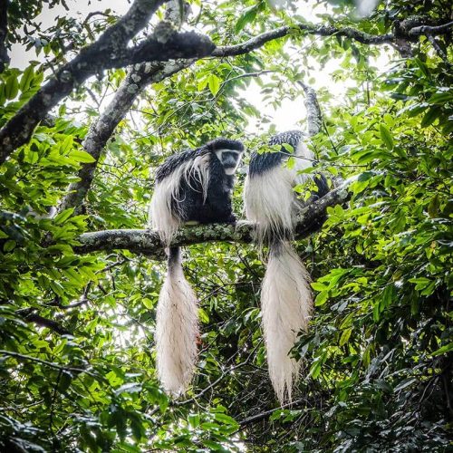 colobus monkey in arusha np
